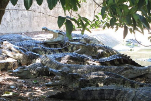 Krokodili će čuvati indonezijske dilera droge Krokodili će čuvati indonezijske dilera droge
